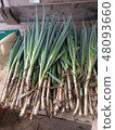 Harvested onion 48093660