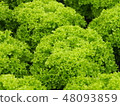 Fruit lettuce in the field 48093859