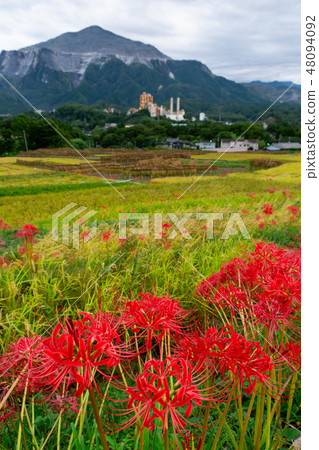 Mt. Oku山和Higanbana [埼玉縣秩父市] 48094092