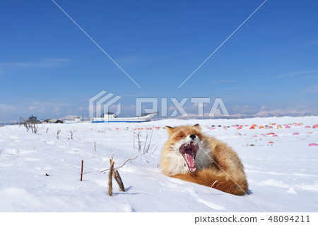 製作大哈欠的北極狐（北海道） 48094211