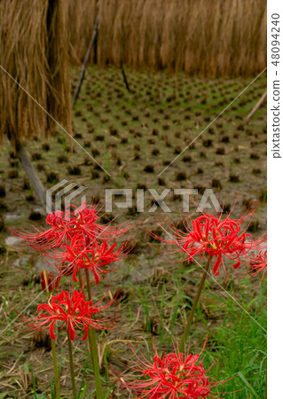 Scenery of satoyama · Higankishaka 48094240