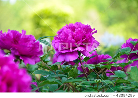 東松山按鈕花園 東松山按鈕花園 48094299