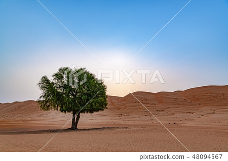 Wahhiba沙漠的黎明（阿曼，Wahiba Sands） 48094567