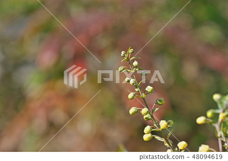 冬青的芽開始了 冬青的芽開始了 48094619