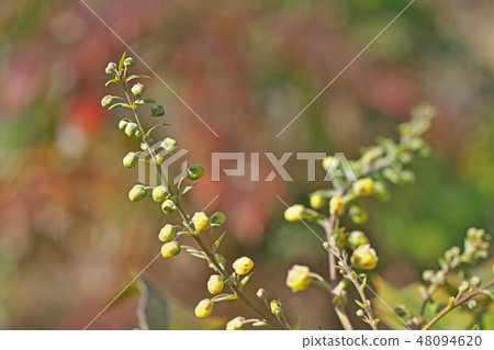 冬青的芽開始了 48094620