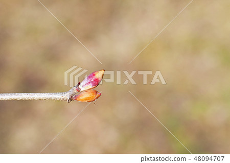 Bud of Hyuga mizuki 48094707