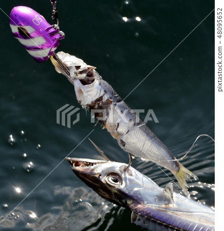 Fishing fishing caught by boat fishing 48095652