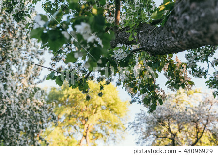 View of Blooming apple tree from the bottom up. Spring landscape illuminated by the bright sunset or View of Blooming apple tree from the bottom up. Spring landscape illuminated by the bright sunset or 48096929