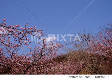 Scenery of Kawazu cherry tree · Matsuda cho Scenery of Kawazu cherry tree · Matsuda cho 48098602