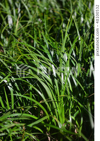 Spring of the early spring 48100532