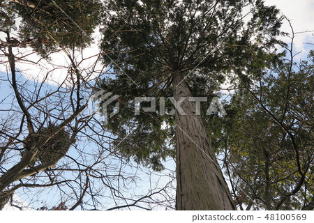 Forest Forest 48100569