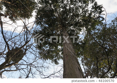 Forest Forest 48100570