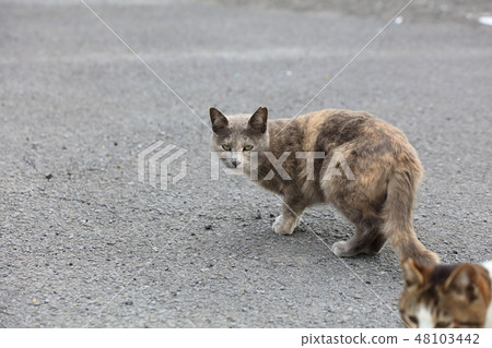 Struggling stray cat _ with ear cut 48103442