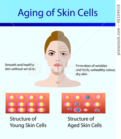 Two types of skin cells, young and aged skin Two types of skin cells, young and aged skin 48104019