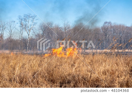A strong fire spreads in gusts of wind through dry grass A strong fire spreads in gusts of wind through dry grass 48104368