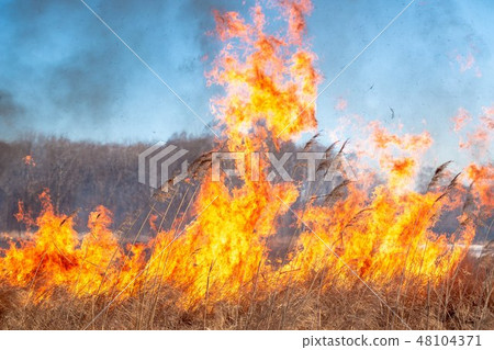 A strong fire spreads in gusts of wind through dry grass 48104371