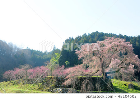 奈良櫻花（Orihime櫻花） 48104502