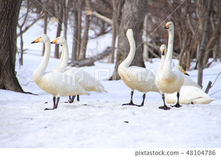 Swans playing in a miscellaneous tree Swans playing in a miscellaneous tree 48104786