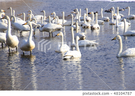 Many swans floating on the lake Many swans floating on the lake 48104787