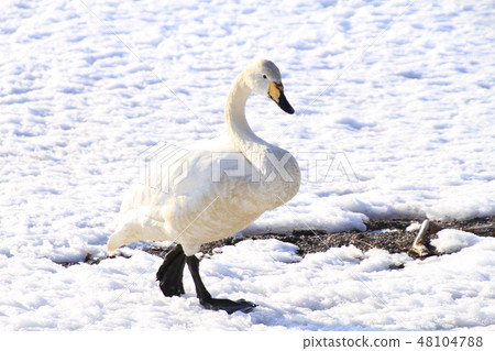 走在雪的一隻天鵝 走在雪的一隻天鵝 48104788