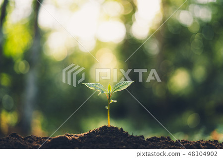Plant Trees concept in the forest With morning Plant Trees concept in the forest With morning 48104902