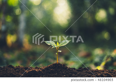 Plant Trees concept in the forest With morning 48104903