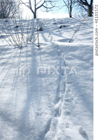 動物足跡雪景 動物足跡雪景 48105572