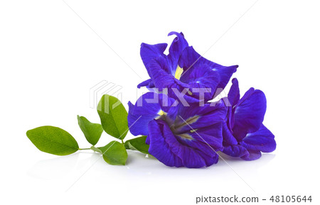 Clitoria ternatea or Aparajita flower Clitoria ternatea or Aparajita flower 48105644