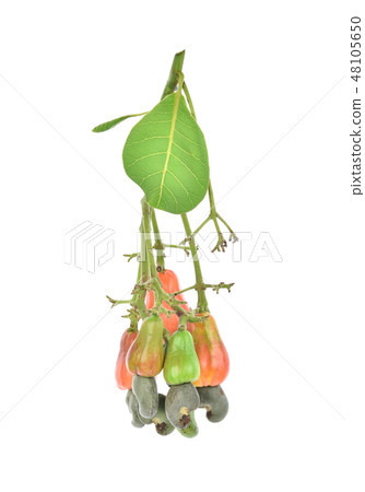 Red cashew fruit isolated on white background Red cashew fruit isolated on white background 48105650