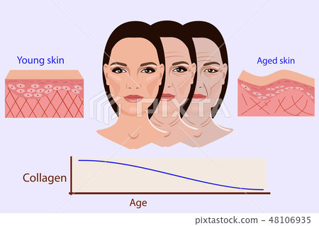Vector face and two types of skin - aged and young Vector face and two types of skin - aged and young 48106935