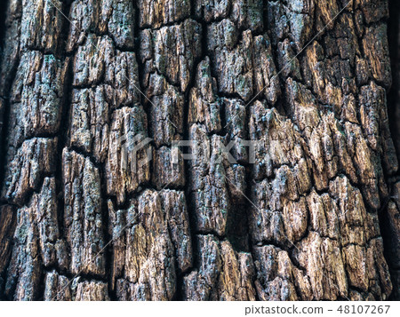 Closeup old rough texture of wood. Closeup old rough texture of wood. 48107267