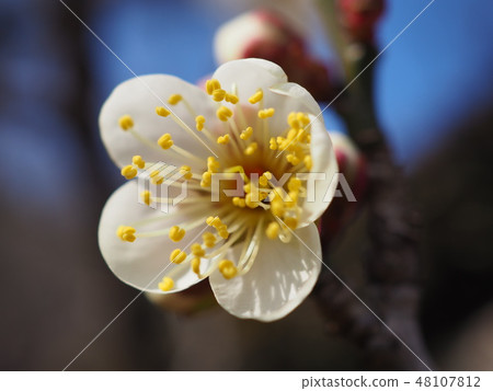 plum plum 48107812