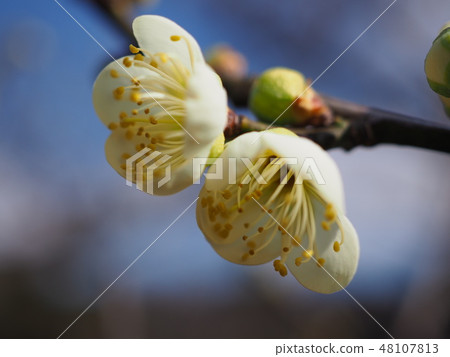plum plum 48107813