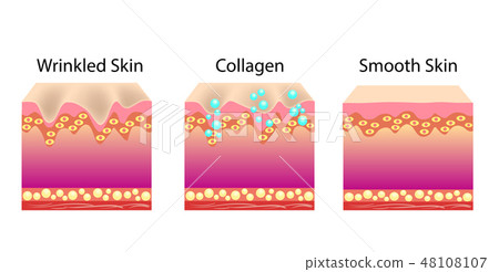 Vector illustration with process of getting skin Vector illustration with process of getting skin 48108107