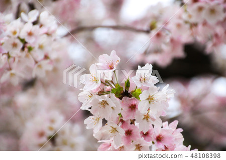 櫻桃樹 櫻桃樹 48108398