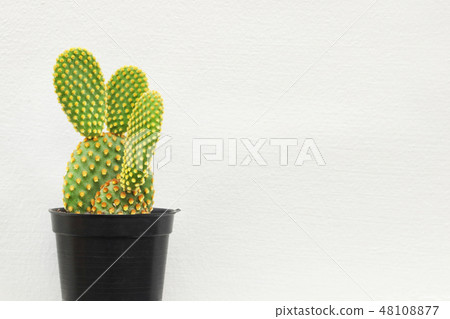 cactus or succulent plant on white background. cactus or succulent plant on white background. 48108877