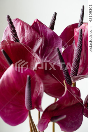 Dark violet anthurium against white background. Tropical plant in a minimalist style. Flower shop Dark violet anthurium against white background. Tropical plant in a minimalist style. Flower shop 48109301