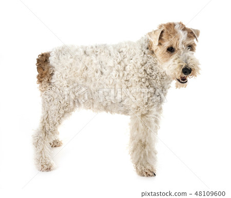 fox terrier in studio fox terrier in studio 48109600