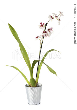 cymbidium orchid in studio 48109601