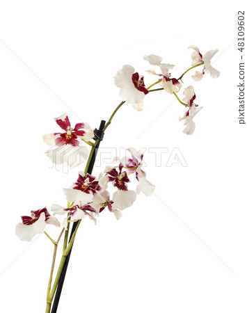 cymbidium orchid in studio cymbidium orchid in studio 48109602