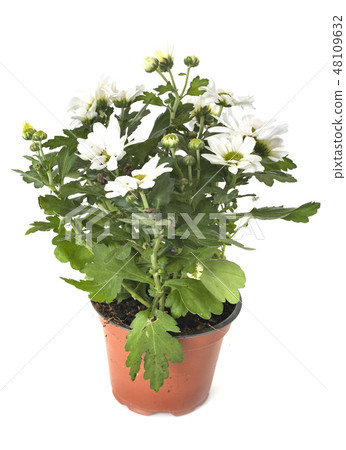 Chrysanthemum in studio Chrysanthemum in studio 48109632