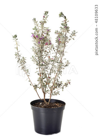 Leucophyllum frutescens in studio Leucophyllum frutescens in studio 48109633