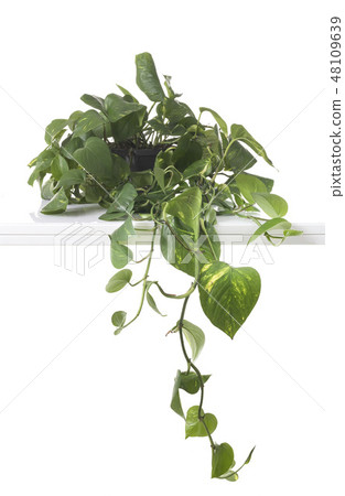 Epipremnum aureum in studio 48109639