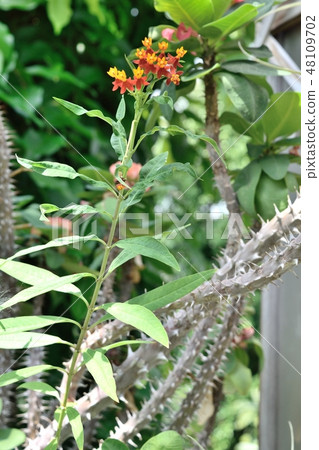 Bright yellow flower Bright yellow flower 48109702