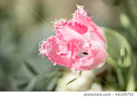 Opened bud of unusual pink tulip. Flower with fringed on natural foliage green background. spring 48109792
