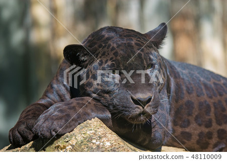 Black leopard Black leopard 48110009
