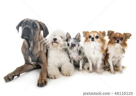 dogs in studio dogs in studio 48110120