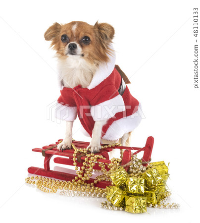 chihuahua in studio 48110133