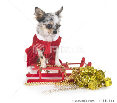 chihuahua in studio 48110134