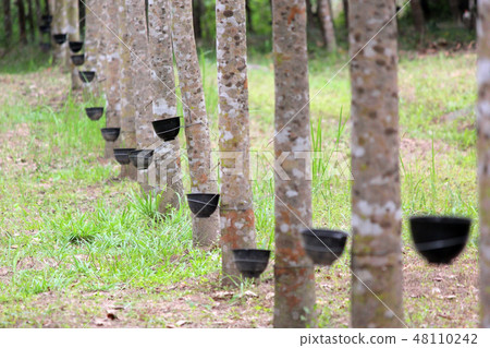 row of rubber tree with tapping latex 48110242